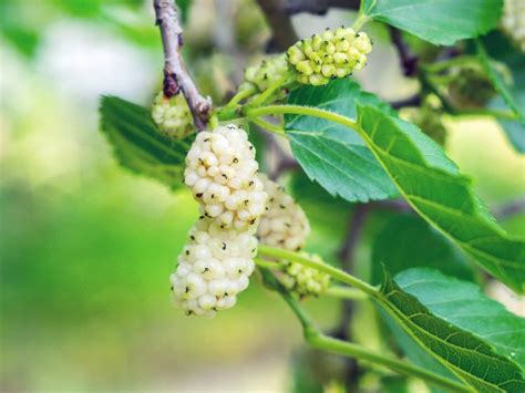 turkey white mulberry tree.